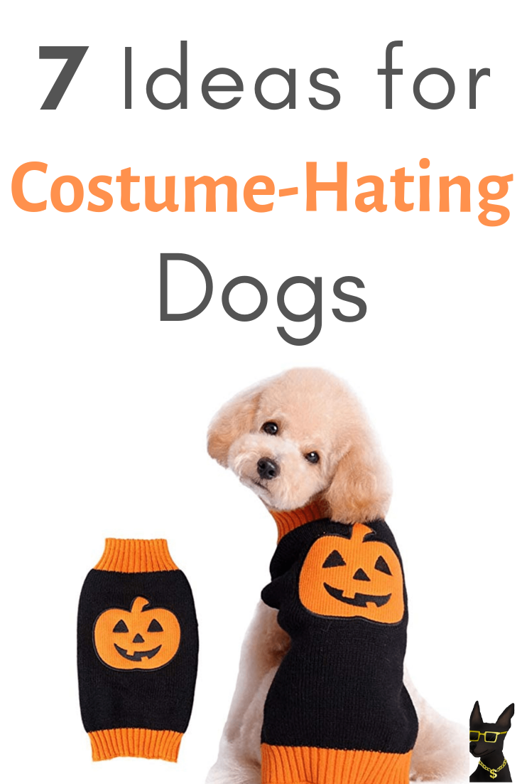 8 Interesting Dog Costumes for Dogs Who Hate Costumes – YoCanine