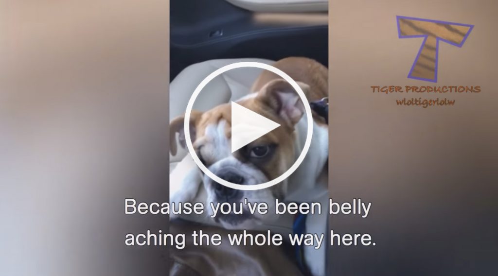 funny dog videos, dog going to vet