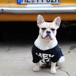 10 Dog Shirts That Make a Hell of a Statement