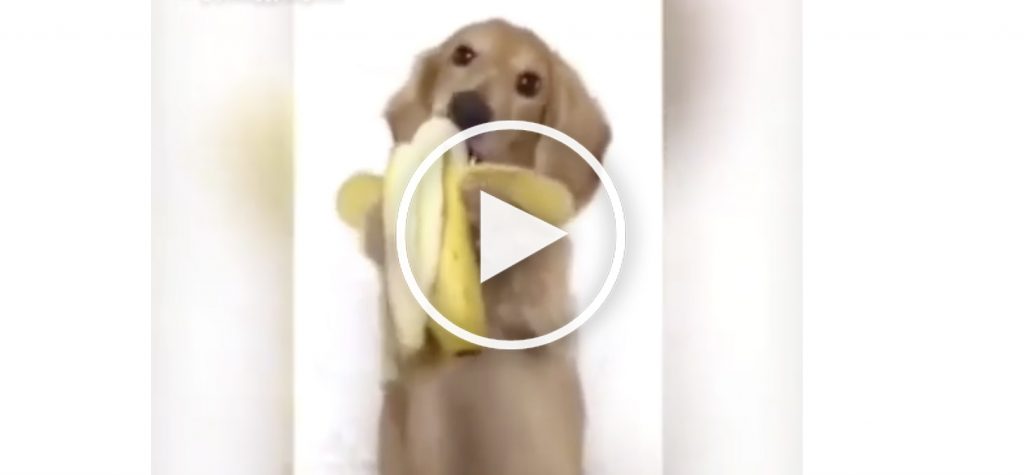 dog banana