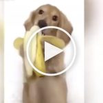Baby Dachshund Holds Banana with Itsy Bitsy Paws