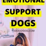 emotional support dog 2
