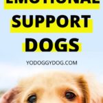 emotional support dog 4
