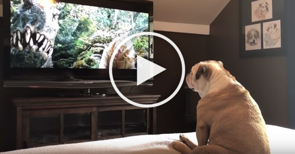 bulldog cute video