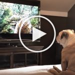 VIDEO: Bulldog Freaks Out Trying to Save Actress in Trouble on TV