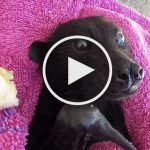 VIDEO: Tiny Banana-Eating Bat Looks Exactly Like Dog