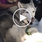 VIDEO: Husky Called Shotgun and Is Refusing to Give up Front Seat