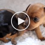 VIDEO: Teeny Tiny 17-Day Old Min Pins Learning to Crawl