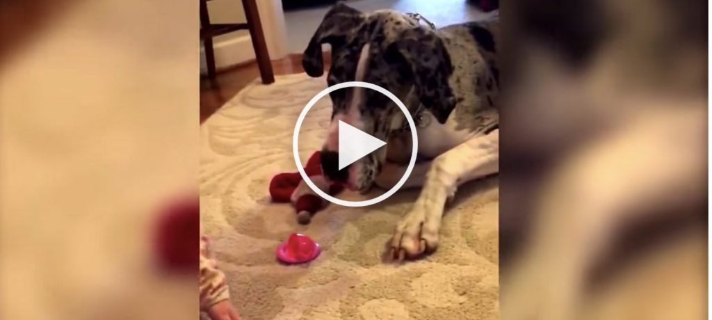 dog playing with baby