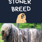 dog with dreads