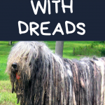 dog with dreads 2