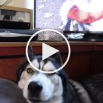 VIDEO: Husky Watches Video of Himself and Gets Confused AF