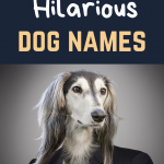 hilarious dog names