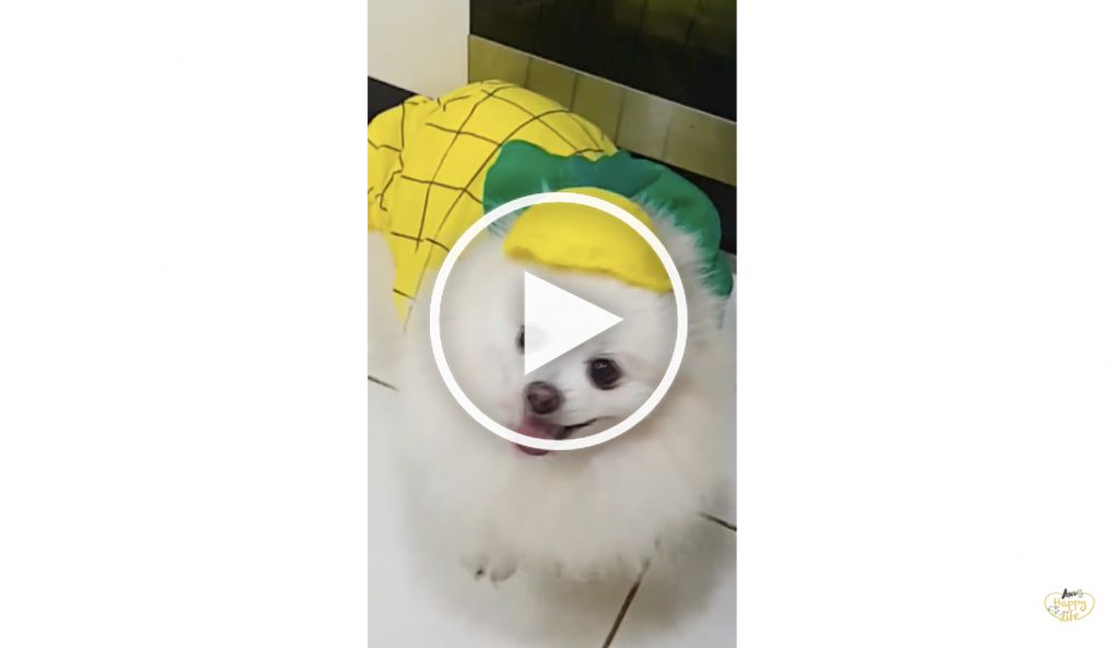 cute dog video, funny dog video, dog magic trick, dog pineapple video, can dogs eat pineapple, dog eating video
