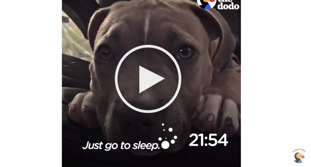 pit bull puppy video
