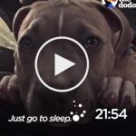 VIDEO: Dad's Voice is a Lullaby to Sleepy Pit Bull Pup