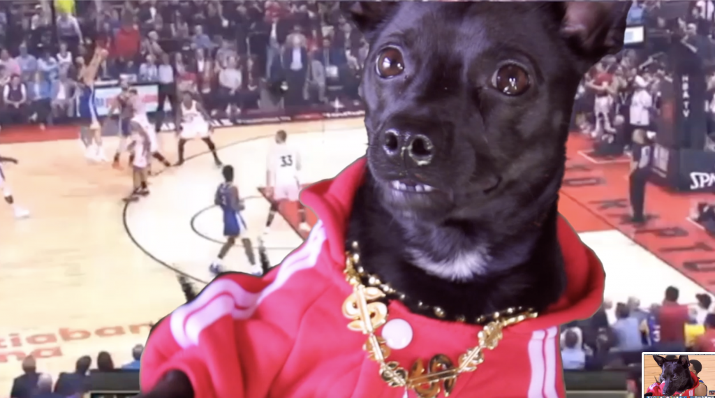 funny dog basketball player, toronto raptors dog