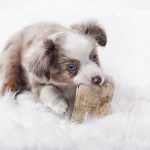 6 Amazon Dog Toys That Cannot be Destroyed (Well, Hopefully)