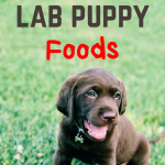 Best Puppy Food for Labs