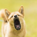 Yappy Dog? 6 Best Bark Control & Anti Bark Devices on Amazon