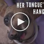 VIDEO: Dog with Tongue Permanently Stuck Out Gets Rescued by Loving Family