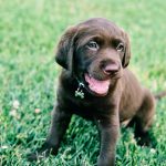 Best Puppy Food for Labs: Quick Decision-Making Comparison Chart
