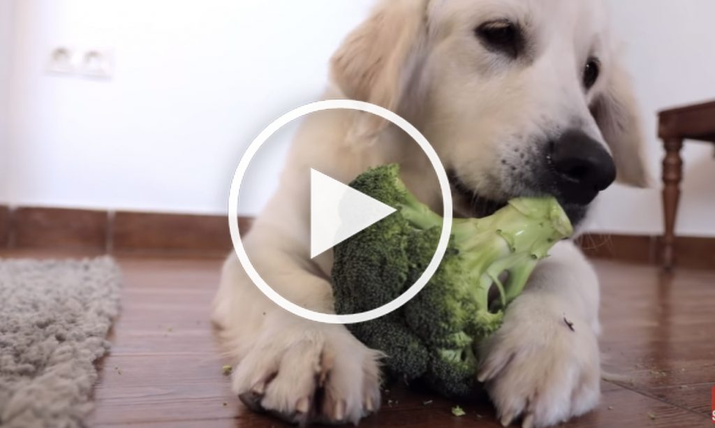 dog broccoli video