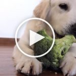 VIDEO: Golden Retriever Fiercely Protects His Head of Broccoli