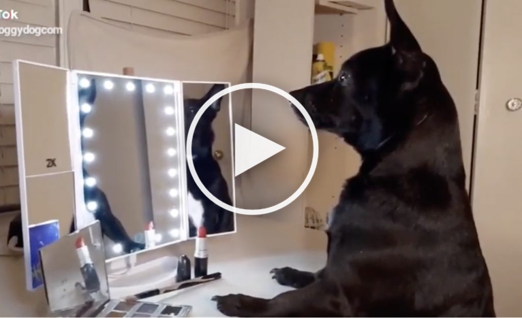 dog mirror video