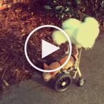 VIDEO: Two-Legged Chihuahua Takes Fluffy Chicken for Ride on Wheelchair
