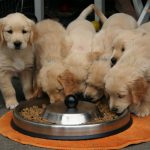 Foods that Your Dog Should Never Eat