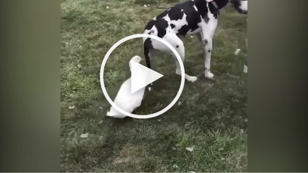 duck chases dog video.