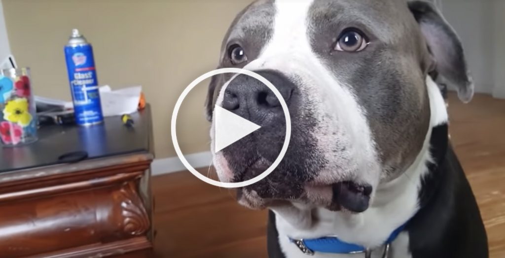 funny pit bull video