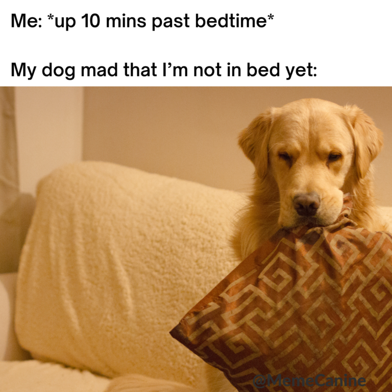 59 Hilarious Dog Memes That’ll Make You Pee Your Pants | YoCanine