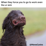 funny memes, dog memes