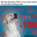 funny memes, dog memes