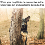 funny memes, dog memes