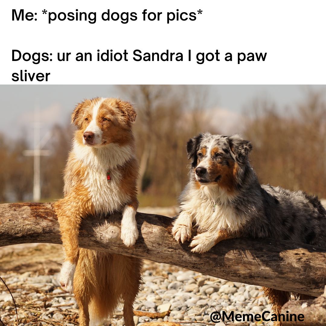 funny memes, dog memes