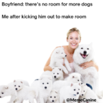 funny memes, dog memes