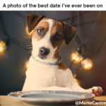 funny memes, dog memes