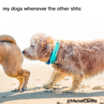 funny memes, dog memes