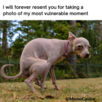 funny memes, dog memes