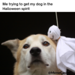 funny memes, dog memes