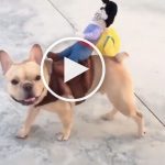 VIDEO: Cowboy Rides Boston Terrier All The Way to the Saloon