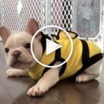 VIDEO: Tiny French Bulldog Buzzes Around in Adorable Bee Costume