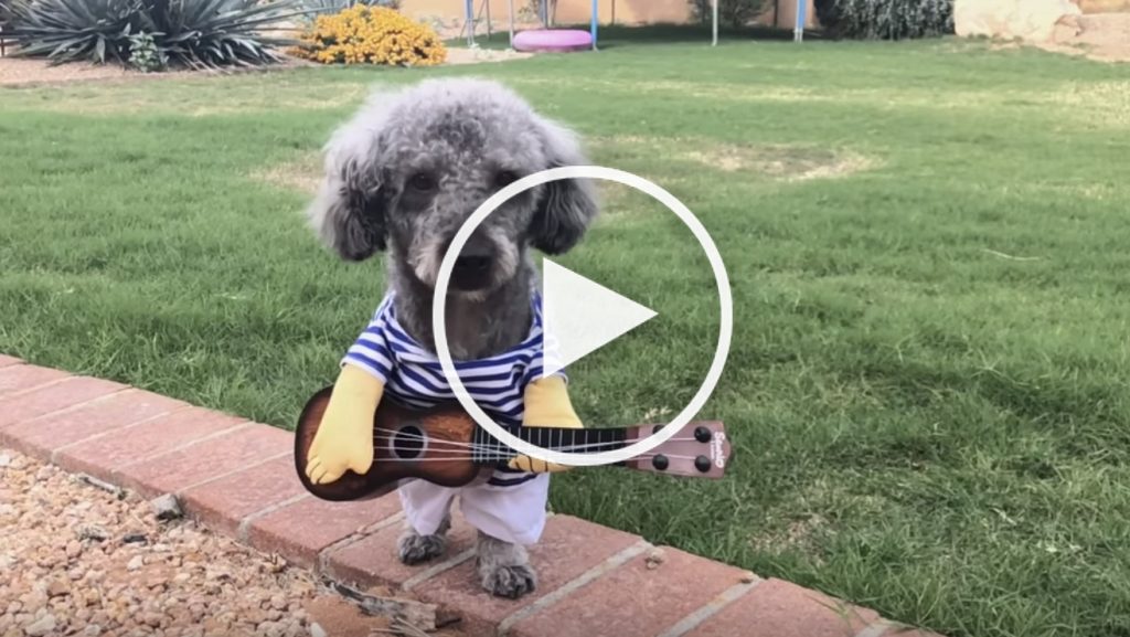 dog guitar costume video