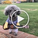 VIDEO: Dog Musician Rocks His Banjo in His Yard Jam Session