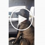 VIDEO: Pissed Off Dog Completely Ignores Owner After Dentist