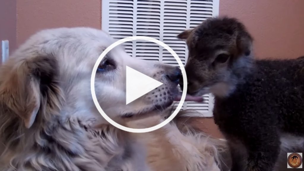 dog kisses lamb video