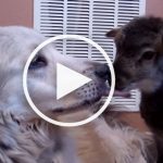 VIDEO: Tiny Baby Lamb Becomes BFFs with Misky the Dog